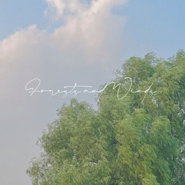 숲과 바람